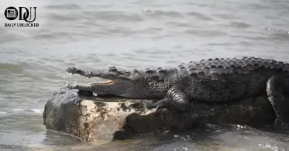 Alligator