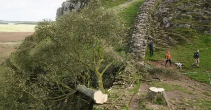 Sycamore Tree
