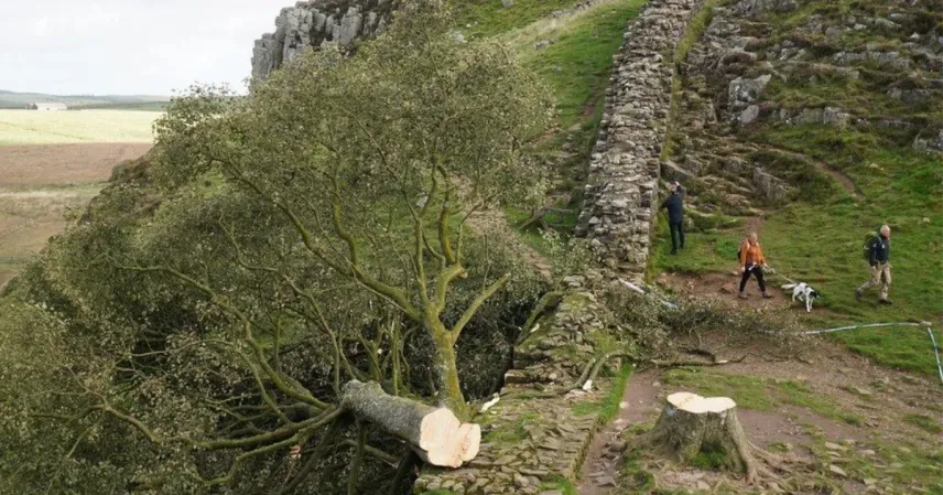 Sycamore Tree