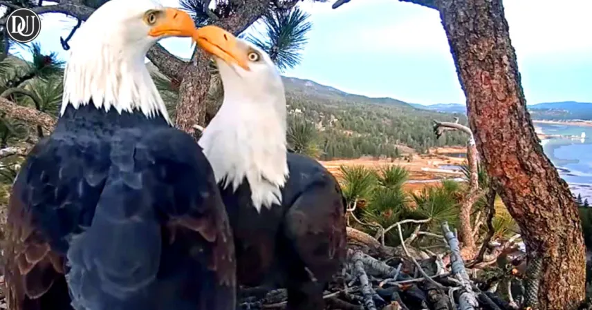 Watch Sunny Soar on Big Bear Eagle 