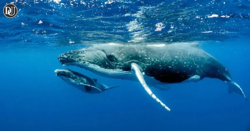 Ocean's Giants Mute: Why Blue Whales Are Quieter