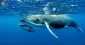 Ocean's Giants Mute: Why Blue Whales Are Quieter