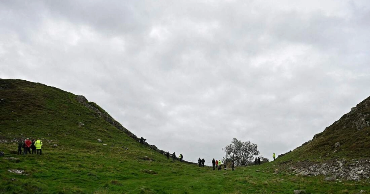 Sycamore Gap tree