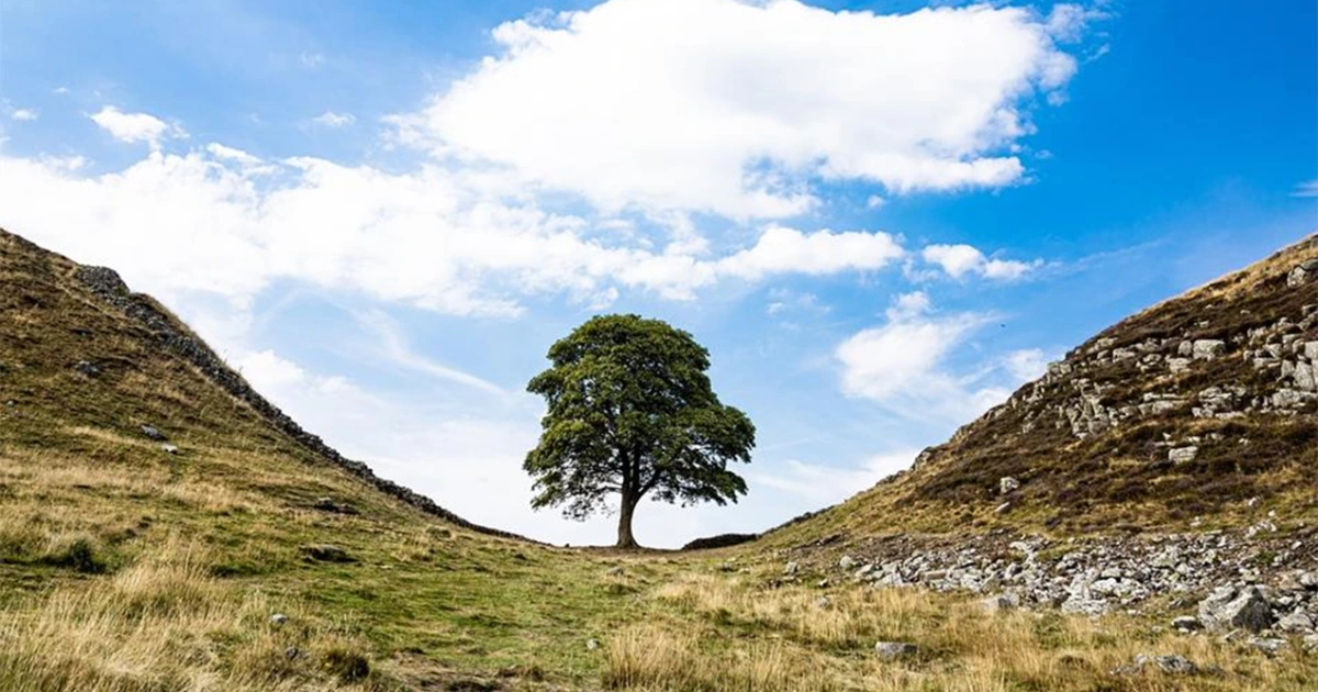 Sycamore Gap tree